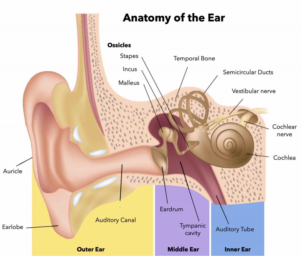 How to perform a thorough ear exam