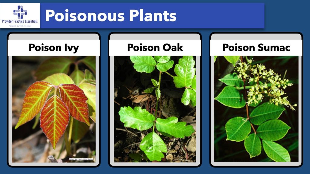 Poison Ivy, poison Oak, and Poison Sumac